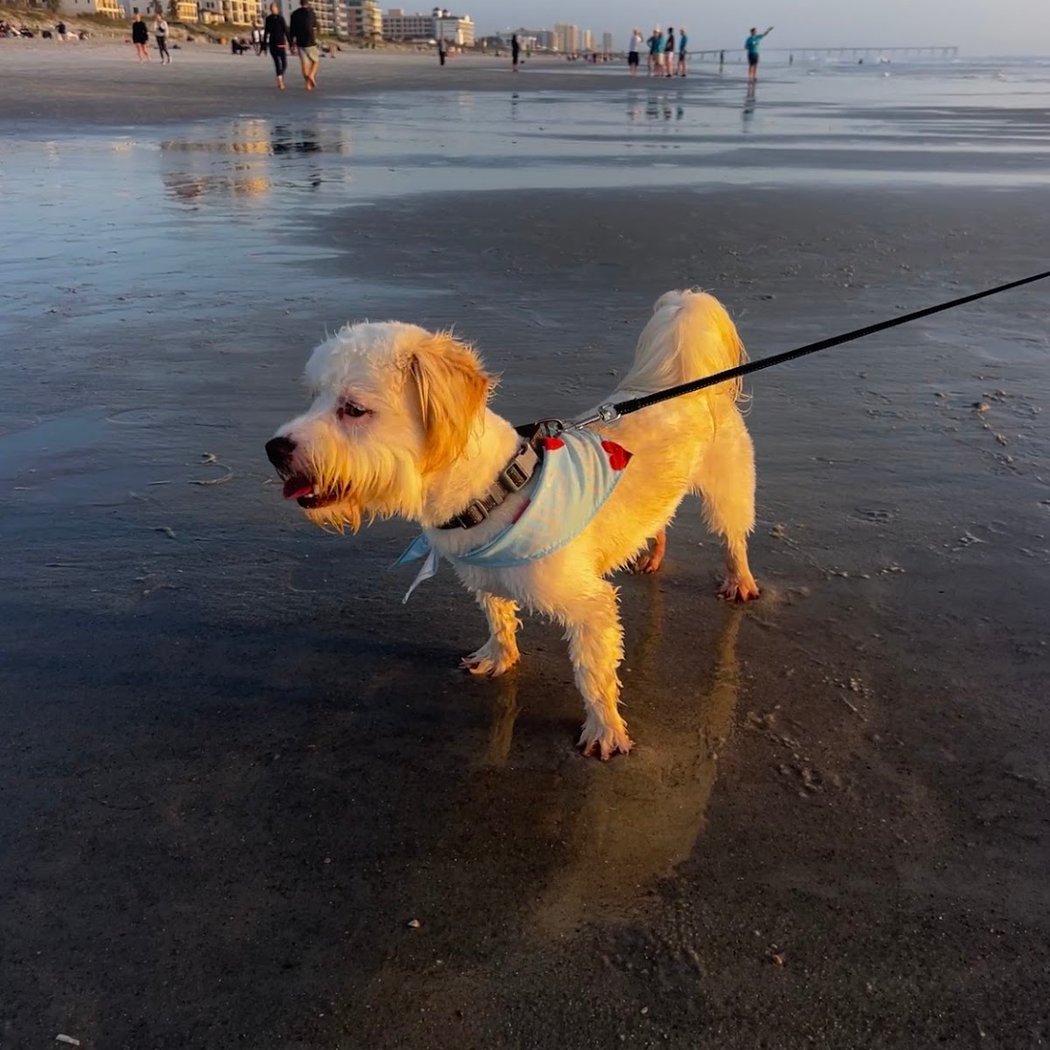 Jennifer's Pet Rescue, Inc. 1